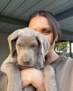 Weimaraner puppies for sale