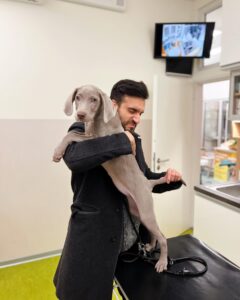 Weimaraner puppies for sale