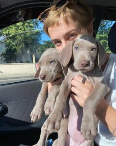 blue weimaraner puppies