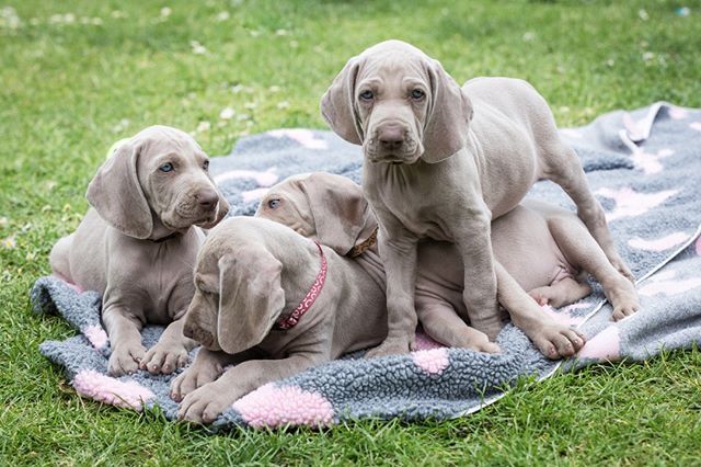 weimaraner puppies for sale in ohio