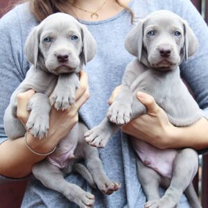 weimaraners puppies for sale