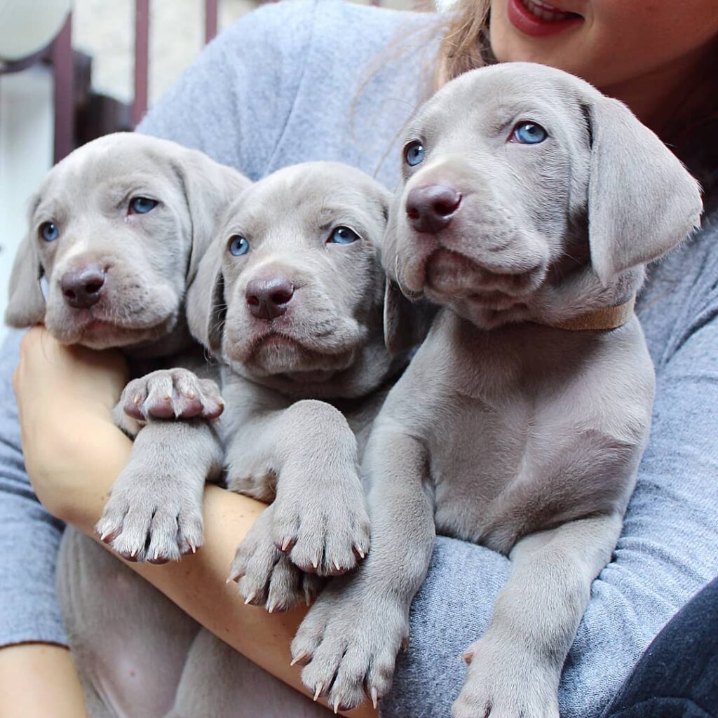 weimaraner puppies for sale