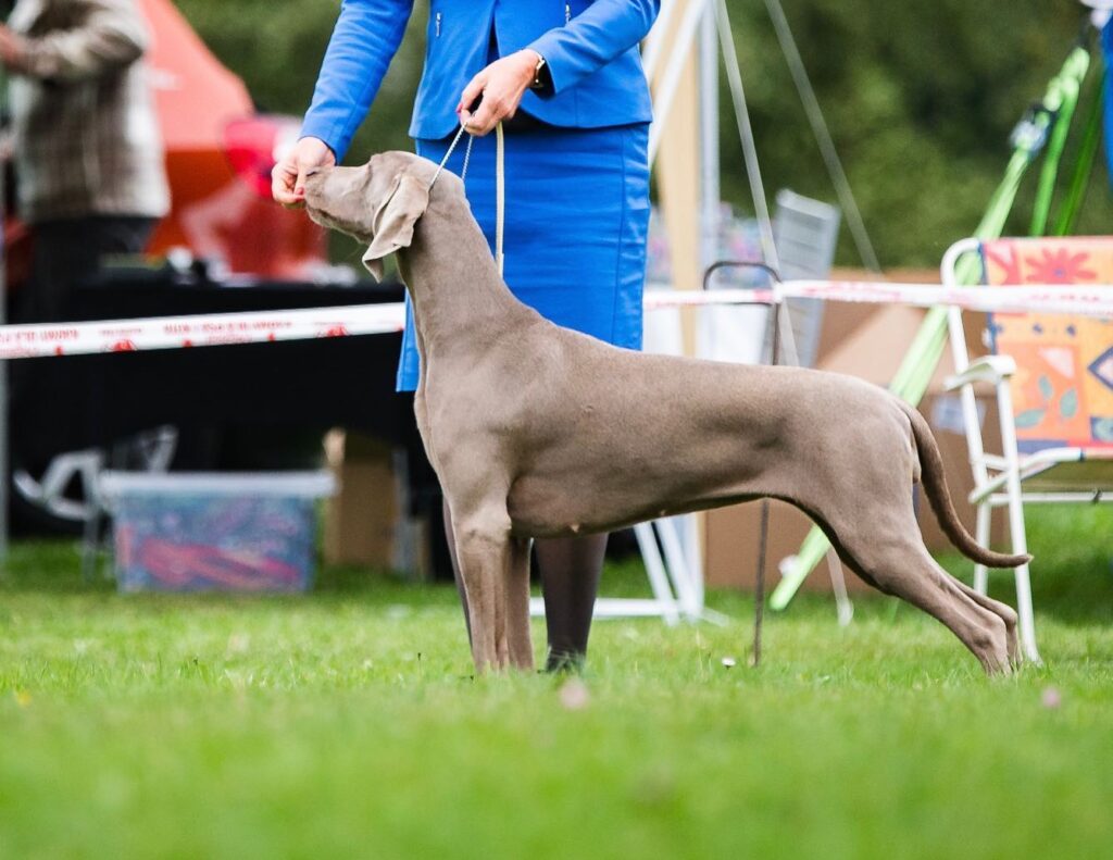 weimaraner dog