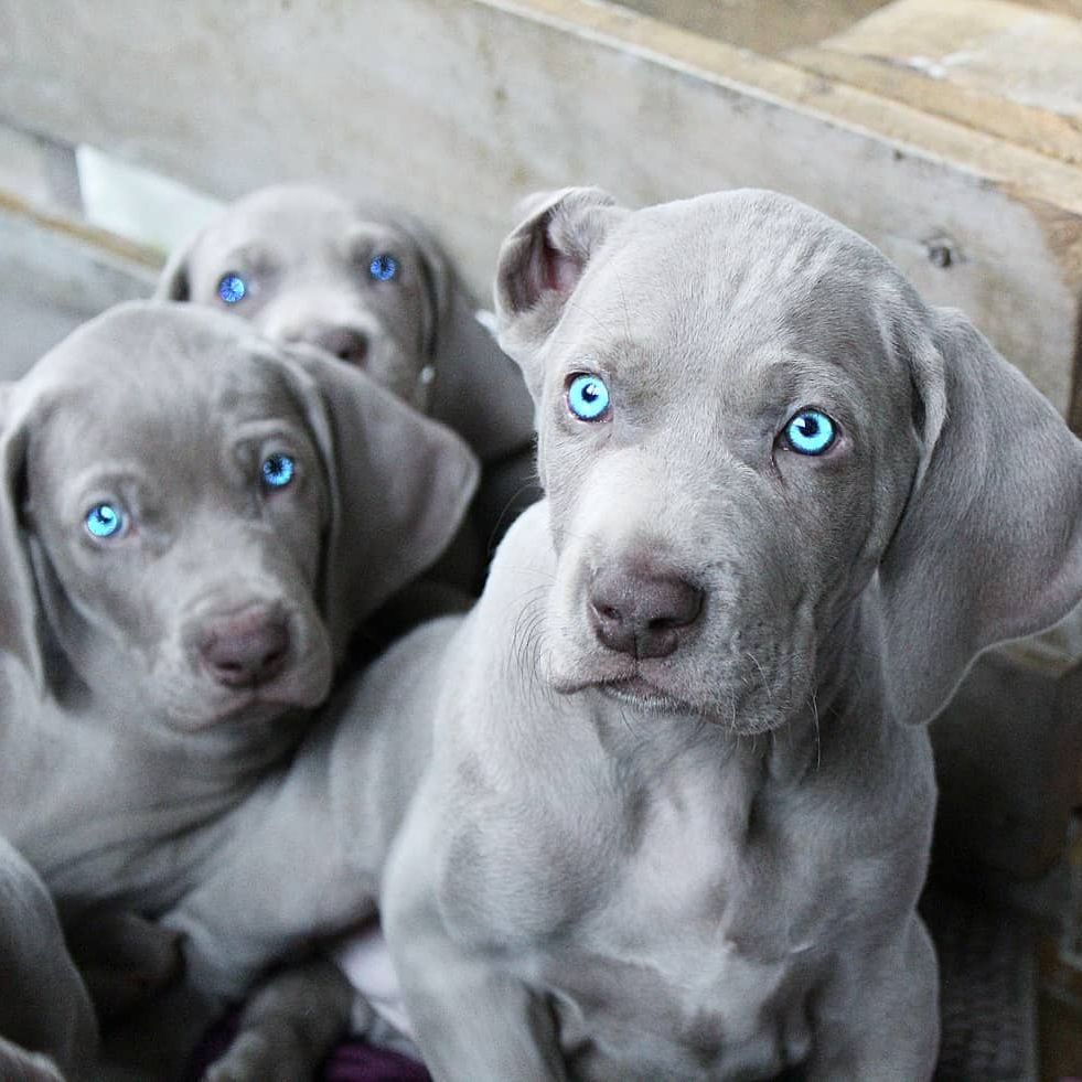 Blue weimaraner Puppies