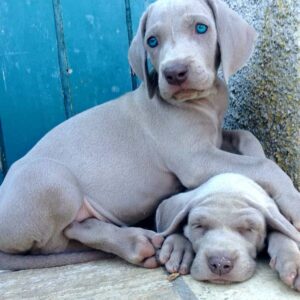 Weimaraner Puppies for Sale