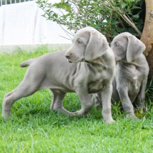 weimaraner puppies for sale