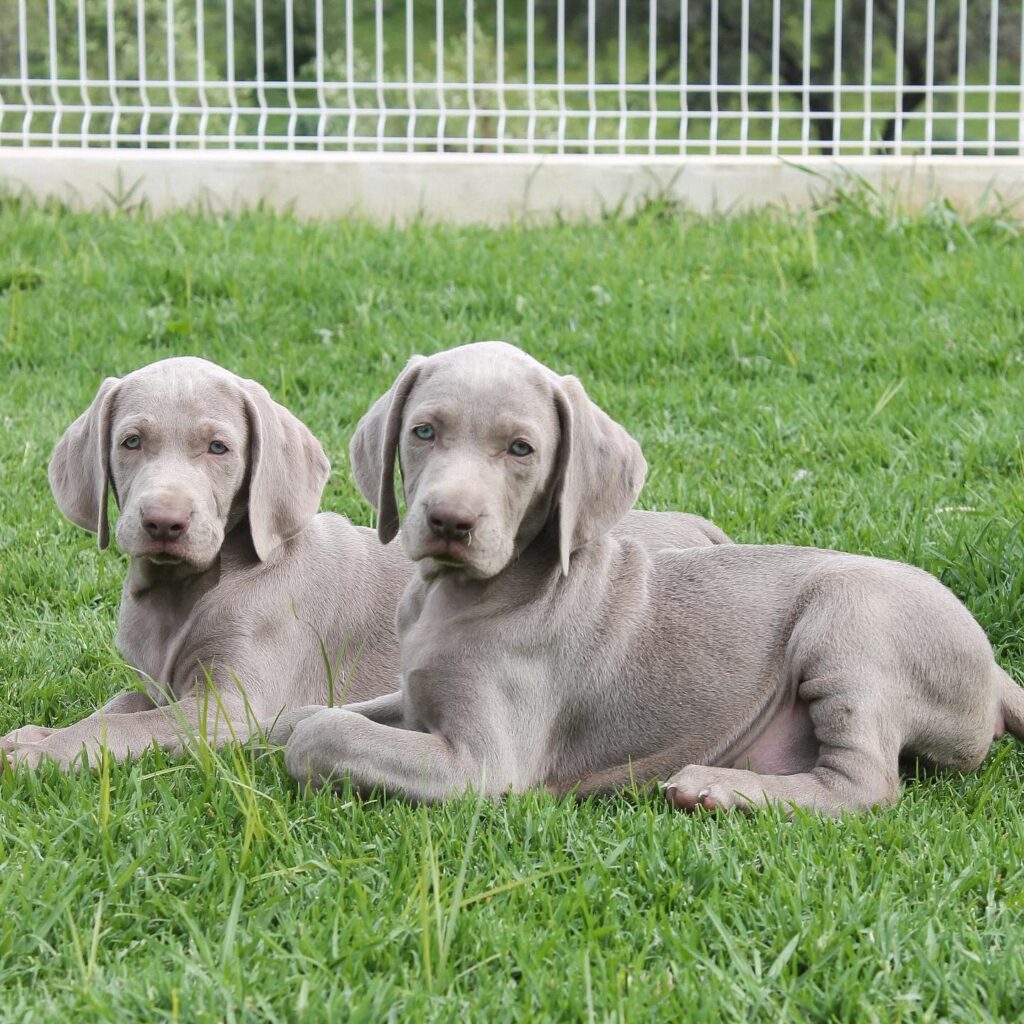 weimaraner puppies for sale