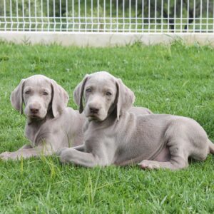 weimaraner puppies for sale